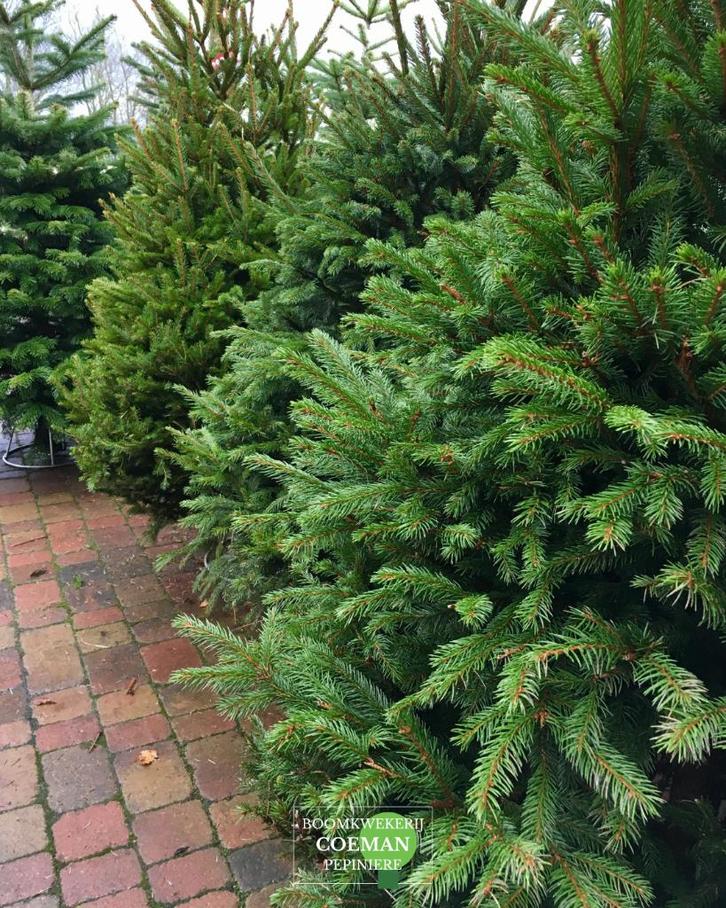Kerstbomen Nordman en Omorika, Divers, Noël, Neuf, Enlèvement