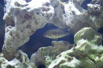 Poissons Cichlidés Malawi suite beschikbaar voor biedingen