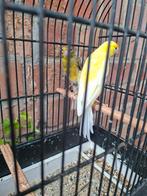 Scotch fancy's, Dieren en Toebehoren, Vogels | Kanaries