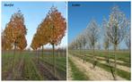 SIER-PERENBOMEN Pyrus Calleryana CHANTICLEER HOOGSTAM 38€/St, Lente, 250 tot 400 cm, Zuilboom, Ophalen