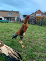 O shamo, Dieren en Toebehoren, Pluimvee, Mannelijk, Kip