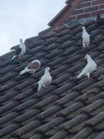 Très beaux pigeons à vendre