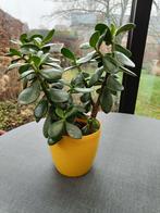 Kamerplant. Vetplant. Crassula. Ook geldboom genoemd., Huis en Inrichting, Kamerplanten, Ophalen, Vetplant, In pot