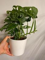 Monstera Adansonii (Monkey Mask Plant), Ophalen