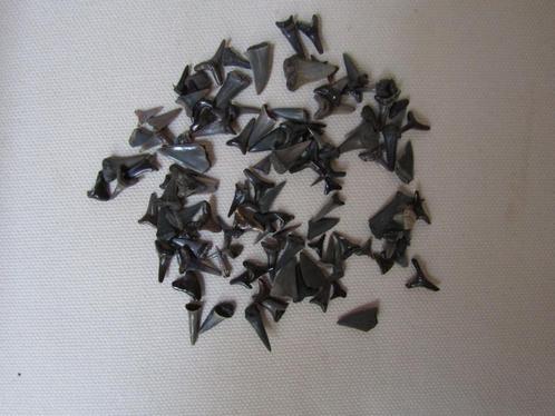 Unique : lot de dents de requins de la Mer du Nord, Collections, Minéraux & Fossiles, Fossile, Enlèvement ou Envoi