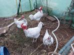 Œufs à couver de poules à cou nu, Animaux & Accessoires