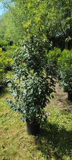 Laurier du Portugal cultivé en pots 1+1 gratuits, Jardin & Terrasse, Plantes | Arbustes & Haies, Érable, Enlèvement ou Envoi