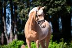 Imposante Z-dressuur pony, Dieren en Toebehoren, Z, Gechipt, Ruin, Dressuurpony