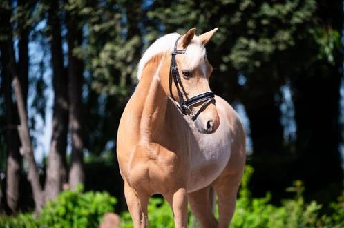 Imposante Z-dressuur pony, Dieren en Toebehoren, Pony's, Ruin, Z, D pony (1.37m tot 1.48m), Dressuurpony, 7 tot 10 jaar, Met stamboom