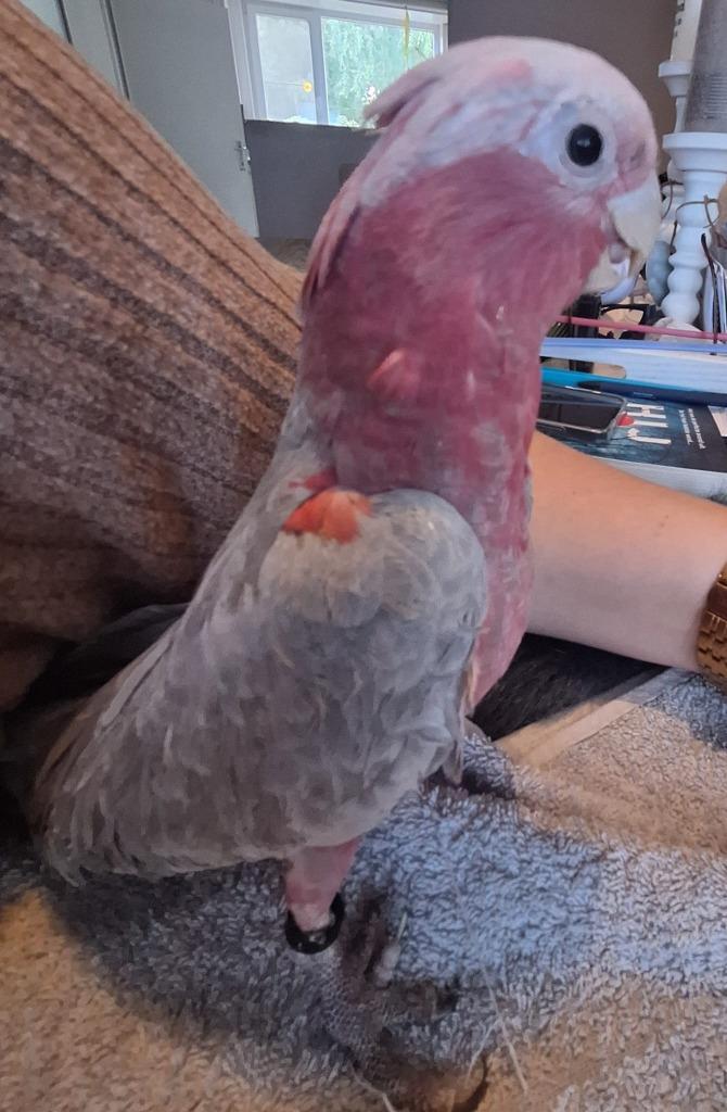Rose kaketoe, Dieren en Toebehoren, Vogels | Parkieten en Papegaaien, Papegaai, Geslacht onbekend, Tam, Geringd