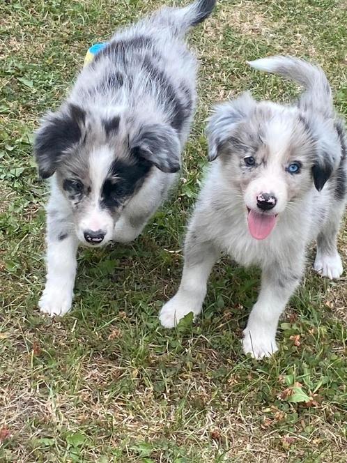 Border collie pups, Dieren en Toebehoren, Honden | Herdershonden en Veedrijvers, Meerdere dieren, Collie, Fokker | Professioneel