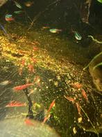 Vuurgarnalen neocaridina, Enlèvement