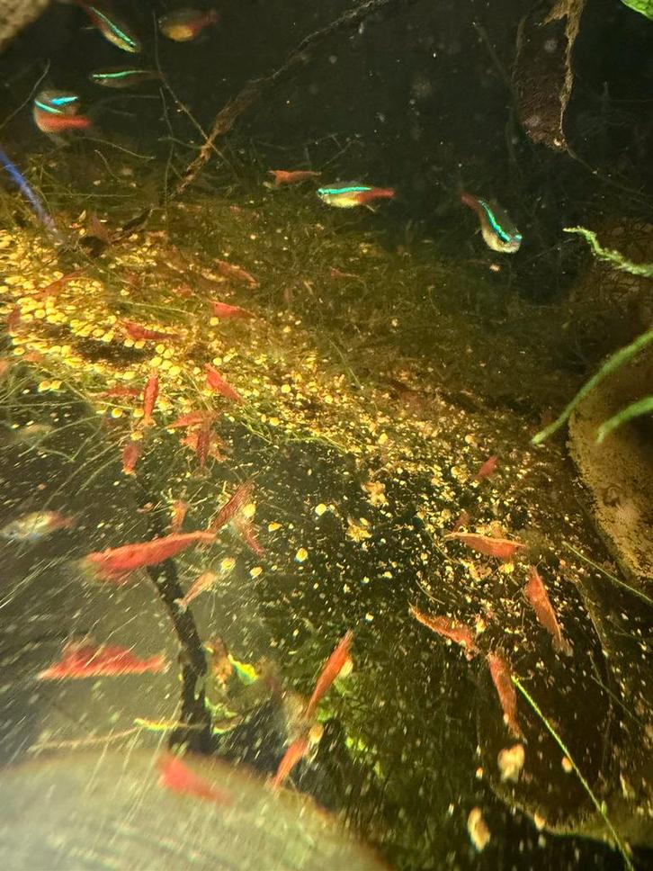 Vuurgarnalen neocaridina, Dieren en Toebehoren, Vissen | Aquaria en Toebehoren, Ophalen