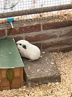 Californische cavia, Dieren en Toebehoren, Knaagdieren, Cavia