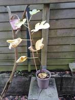 Bouture de figuier, Ophalen, Volle zon, In pot, 250 tot 400 cm