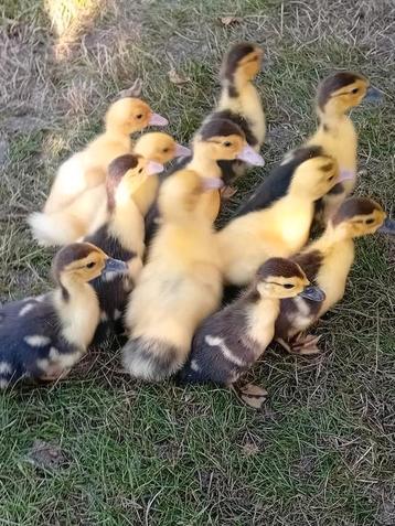 Een nestje mooie eendjes beschikbaar voor biedingen