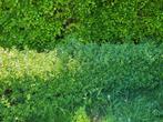 Ligustrum Atrovirens, Ophalen, Haag