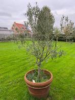 Olivier, Jardin & Terrasse, Plantes | Arbres, Enlèvement ou Envoi, En pot, Olivier, 100 à 250 cm