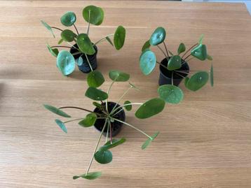 Pilea-planten - €4 per plant beschikbaar voor biedingen
