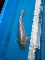 55 cm Soragoi koi, Karper of Koi