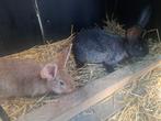 Koppeltje Vlaamse reuzen, Dieren en Toebehoren, Konijnen