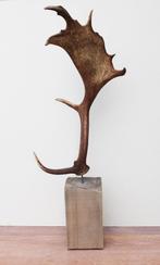 Groot DAMHERT GEWEI op houten sokkel - ref. B, Ophalen of Verzenden, Nieuw, Hert, Gewei of Kop