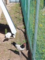 Mooie jonge lakenvelder haan 6 maanden oud, Dieren en Toebehoren, Pluimvee