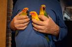 Handtamme zonparkieten, Dieren en Toebehoren, Vogels | Parkieten en Papegaaien, Meerdere dieren, Parkiet, Geringd
