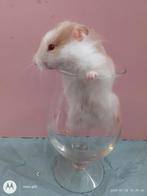 Langharige syrische hamster te koop., Dieren en Toebehoren, Knaagdieren, Hamster, Vrouwelijk, Januari, Tam
