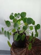 Pilea Peperomioides, Ophalen