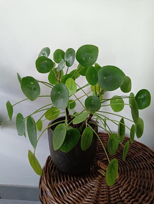 Pilea Peperomioides, Huis en Inrichting, Kamerplanten, Ophalen