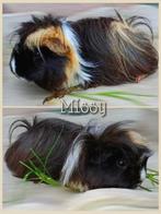 peruvianzeugje, Dieren en Toebehoren, Cavia, Vrouwelijk, Mei, Tam