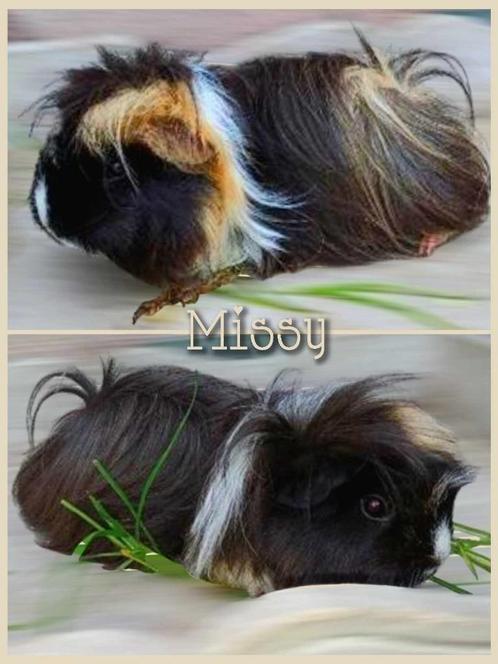peruvianzeugje, Dieren en Toebehoren, Knaagdieren, Vrouwelijk, Cavia, Mei, Tam