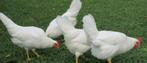 Poules pondeuses brunes et blanches