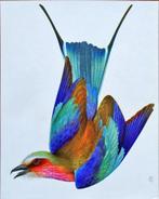 Artis Brussel_Paradijsvogels en Kolibries_Plaatje 1 tot 15, Verzamelen, Foto's en Prenten, Ophalen, Zo goed als nieuw, Dier, Prent