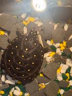 Clemys guttata, Dieren en Toebehoren, Reptielen en Amfibieën, Schildpad