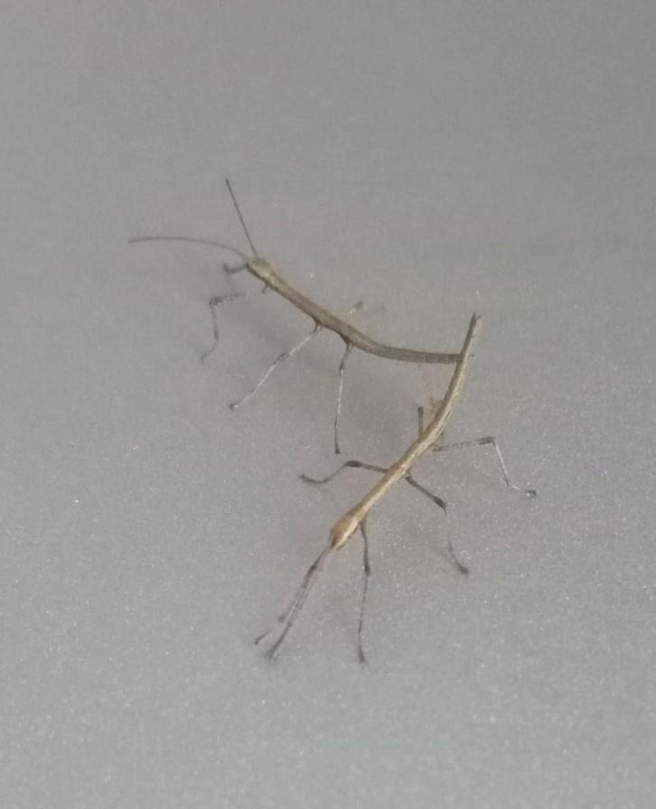 Phasmes Bâton, Dieren en Toebehoren, Insecten en Spinnen, Wandelende tak