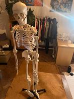 Anatomisch Skelet, Ophalen, Gebruikt