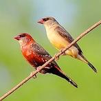 Cherche couple bengali rouge, et serin du Mozambique mâle, Dieren en Toebehoren