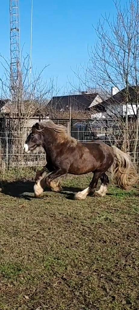 Ter dekking Irish cob hengsten, Dieren en Toebehoren, Overige Dieren, Mannelijk, April