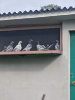 Pigeon pakistan  champion, Dieren en Toebehoren, Vogels | Duiven