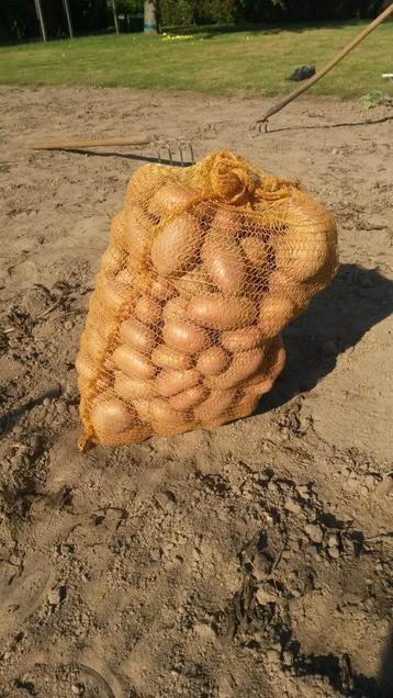 Nieuwe aardappelen beschikbaar voor biedingen