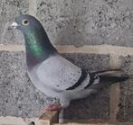 Reisduiven, Dieren en Toebehoren, Vogels | Duiven, Meerdere dieren, Postduif