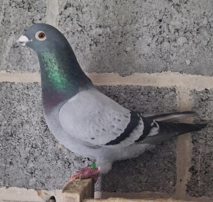 Reisduiven, Dieren en Toebehoren, Vogels | Duiven, Postduif, Meerdere dieren