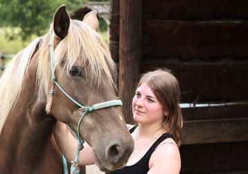 2 verzorgpaarden gezocht (bijrijders aangeboden) beschikbaar voor biedingen