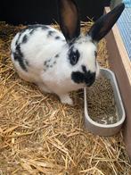 2 konijnen te koop met hok, Animaux & Accessoires, Rongeurs, Mars, Femelle, Autres types