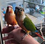 Conures molinae EAM, Vrouwelijk
