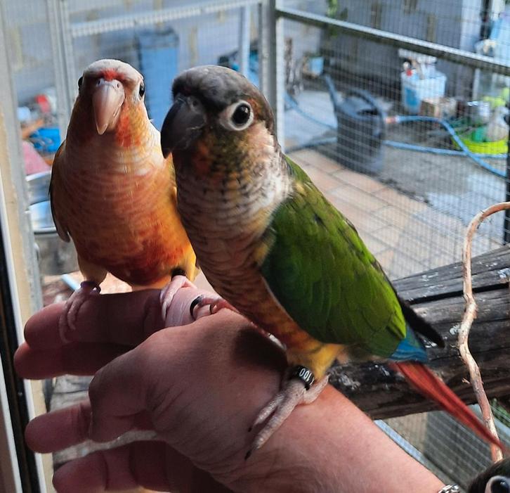Conures molinae EAM, Dieren en Toebehoren, Vogels | Parkieten en Papegaaien, Vrouwelijk