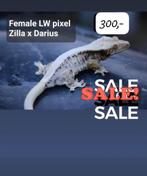 0.1 unieke Proven Pixel Lilly White wimpergekko vrouw, Hagedis, Tam, 3 tot 6 jaar