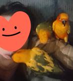 Super tamme zonparkieten, Dieren en Toebehoren, Vogels | Parkieten en Papegaaien, Meerdere dieren, Parkiet, Geringd